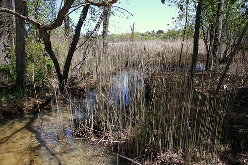 What is the Purpose of An Environmental Feasibility Study?