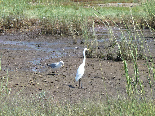 What are the Steps in an EPA Superfund Site Cleanup Process?