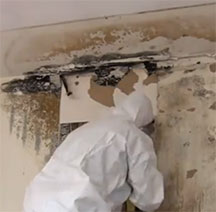 New York State Department of Labor Mold Program Update