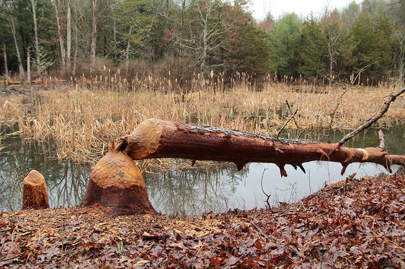 Mill Brook Preserve Receives Not-for-Profit Status