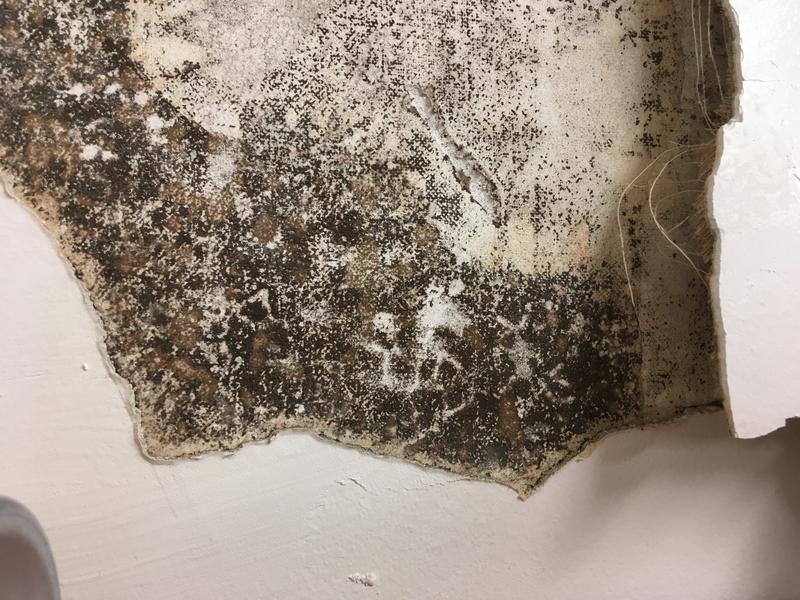 Got Mold?