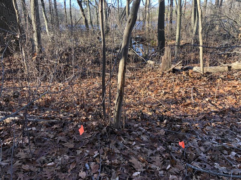 Walden Offers Wetland Delineation Services