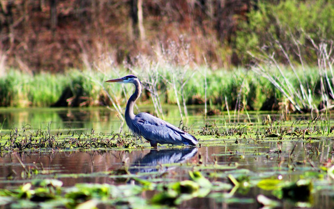 “Waters of the United States:” Final Rule Announced