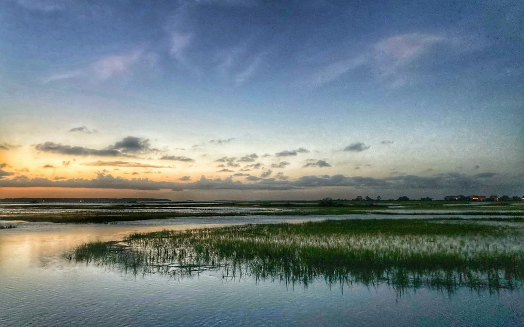 Protecting New York State’s Freshwater Wetlands