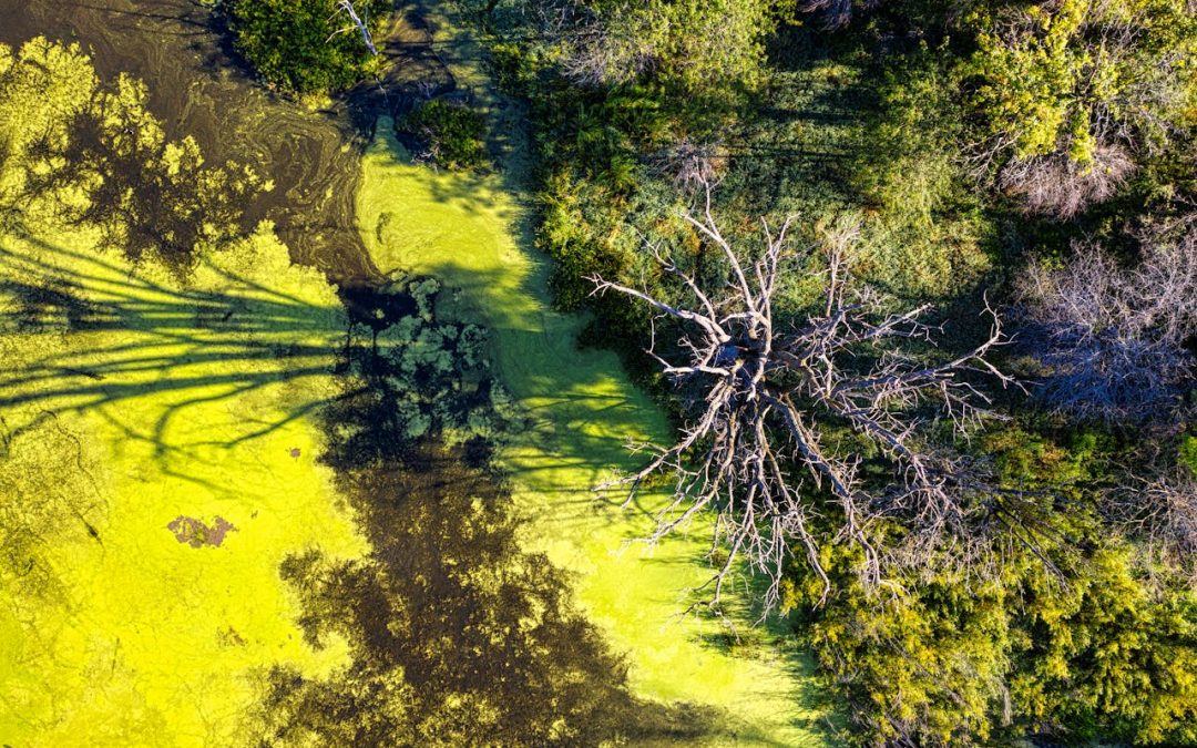 Using DEC’s Harmful Algal Bloom Reporting System