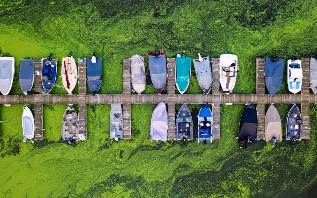 DEC Releases Guidelines for Algal Bloom Prevention Funding