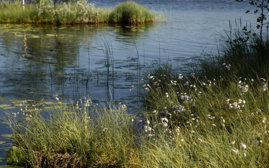 NYSDEC Makes Widespread Changes to Wetland Regulations