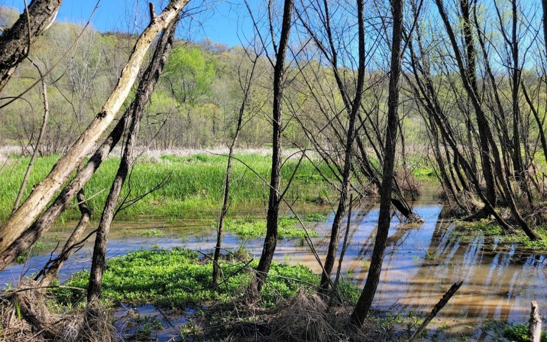 Wetlands 101: The Benefits of a Wetland Delineation